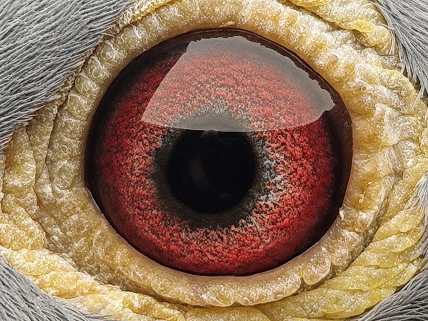 Pigeon eye